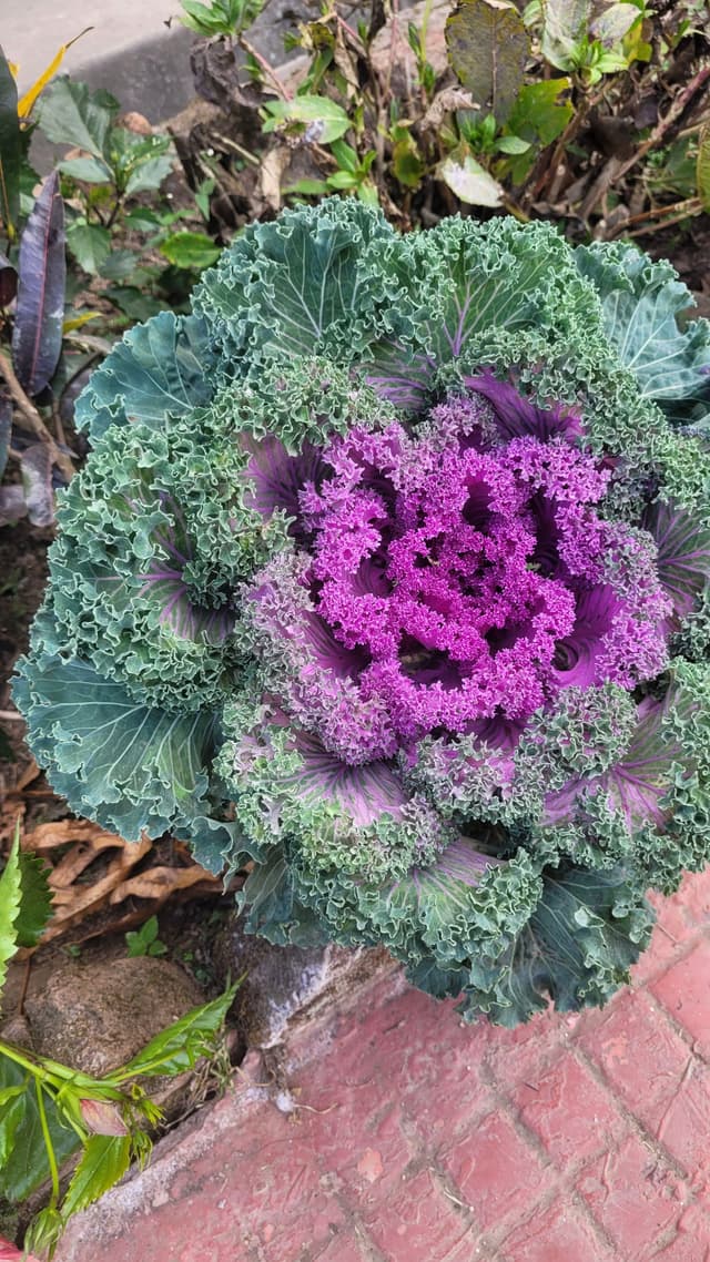Uniquely Blooming